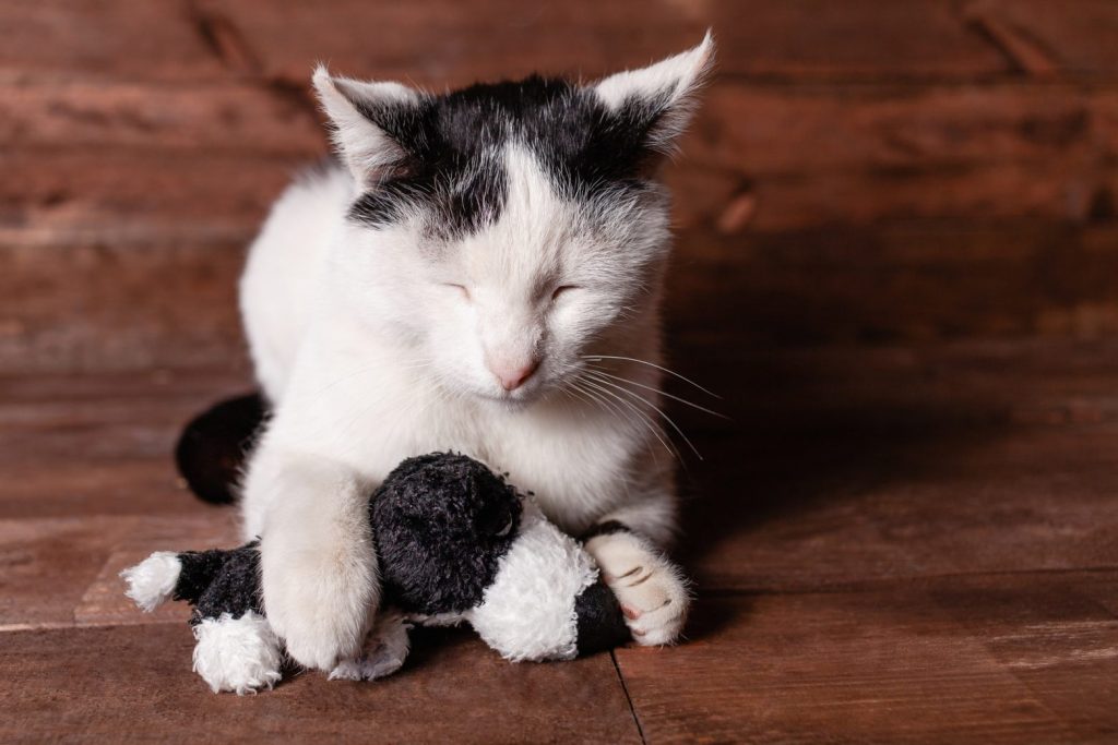 Cat and a plush dog. The cat loves its stuffed toy