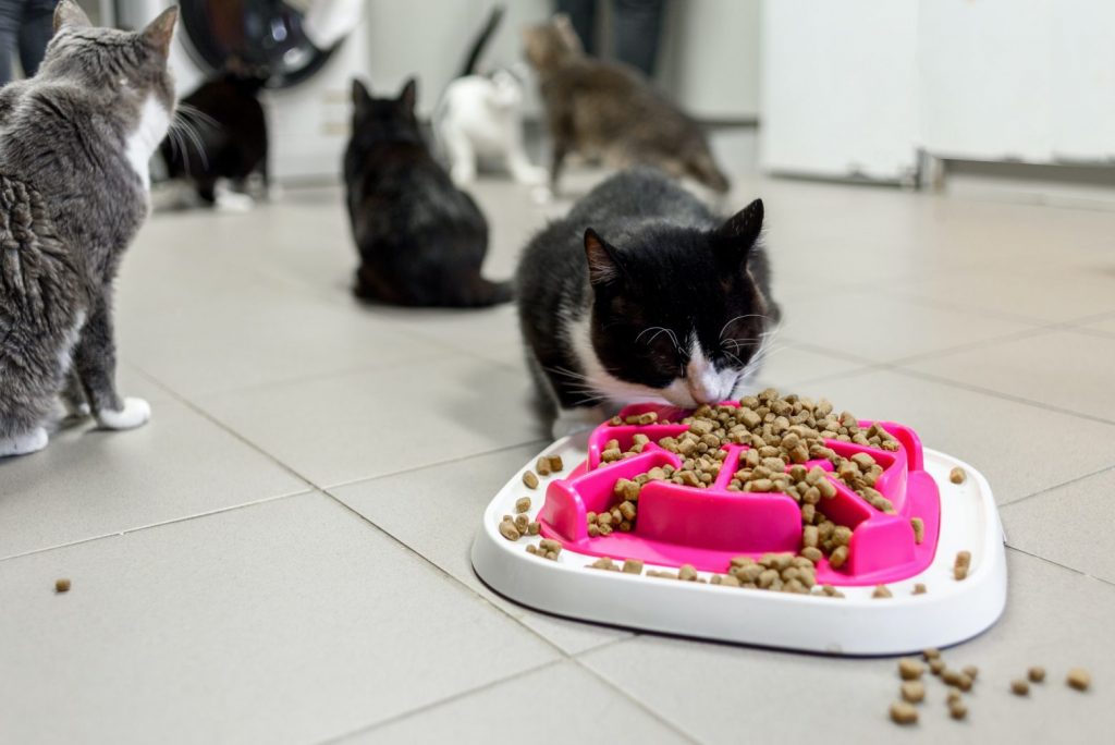 Cat eating dry food in animal shelter