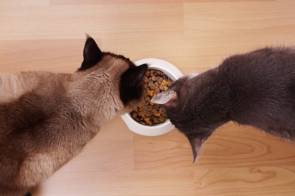 high-angle view of two cats eating from the same bowl of dry cat food or kibble