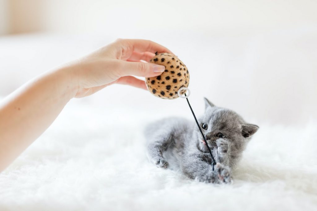 Kitten playing with a toy.
