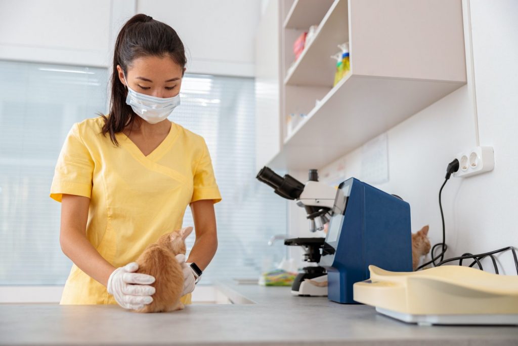 Photo of baby cat examining in vet clinic