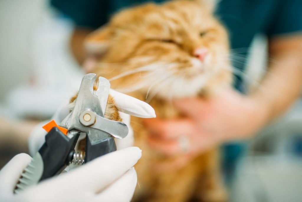 Professional veterinarians cut claws cat closeup