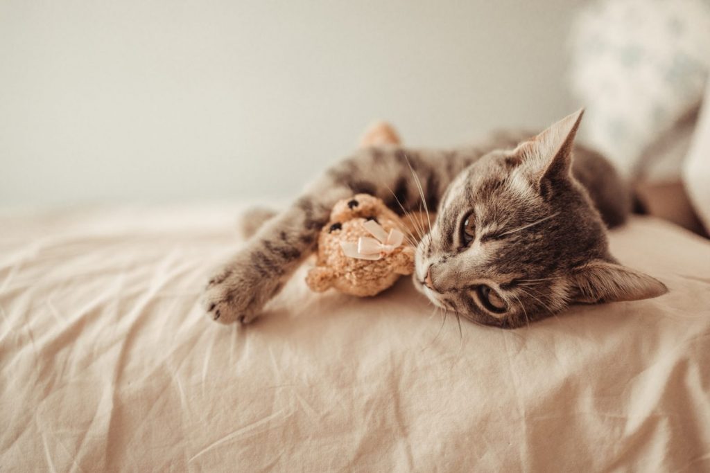 Tabby kitten lies in an embrace with a soft teddy bear toy on the bed. The cat sleeps on the sofa