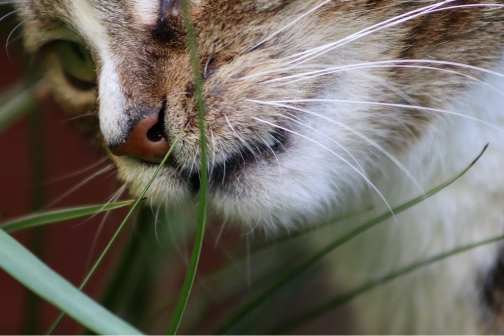 herbe chat